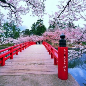 japans-cherry-blossoms-see-earliest-bloom-in-1200-years-as-climate-warms