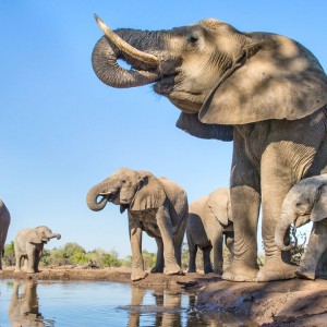government-to-allow-elephant-hunts-at-the-cost-of-70000-per-animal-shot