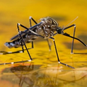 Malaria: World's Most Effective Vaccine Developed In UK For Disease