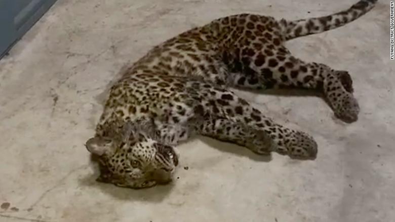 A Leopard Is Loose In One Of China's Biggest Cities