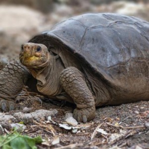 giant-tortoise-thought-extinct-100-years-ago-is-living-in-galapagos-ecuador-says