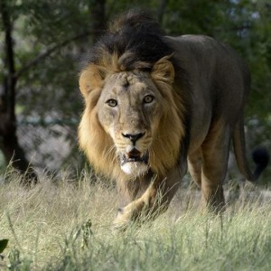 second-lion-in-indian-zoo-dies-of-covid-19-and-10-more-still-being-treated-for-infection