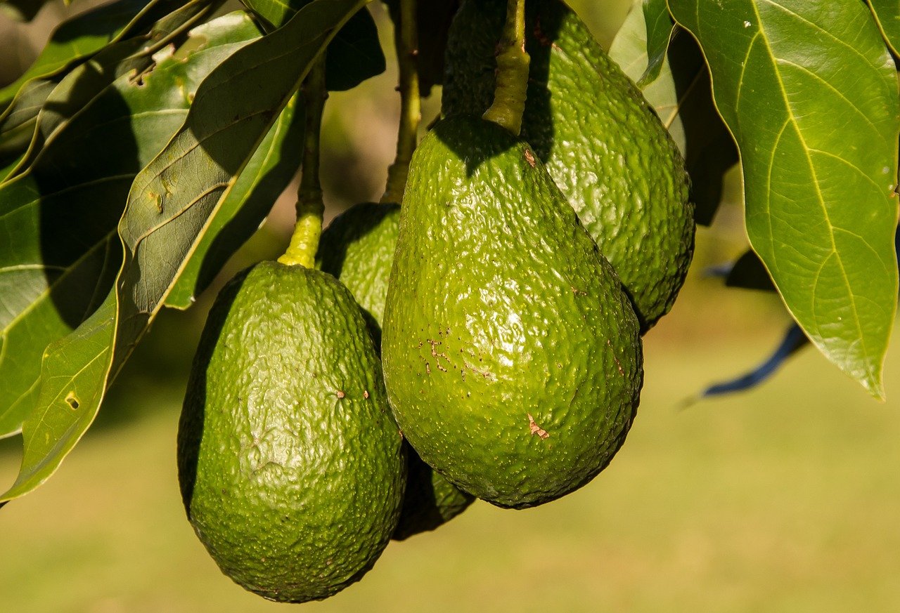 Us Suspends Avocado Imports From Mexico After Threat To Us Inspector