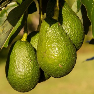 U.S. Government Allows Mexican Avocado Imports To Resume After Brief Suspension
