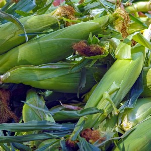 Kenya-Based Agritech Apollo Raises $40 Million In Softbank-Led Round