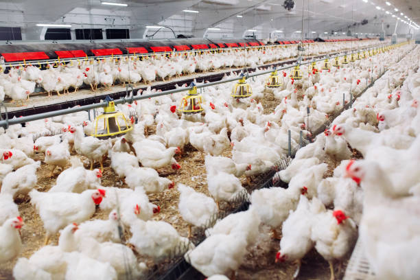 US Reports First Human Case of H5N1 Bird Flu