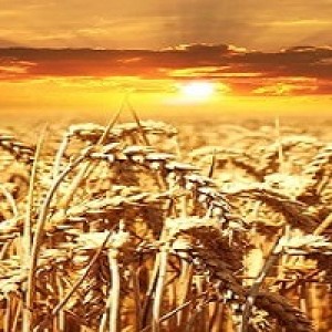 U.S., Europe Race To Improve Food Supply Chains After India Bans Wheat Exports