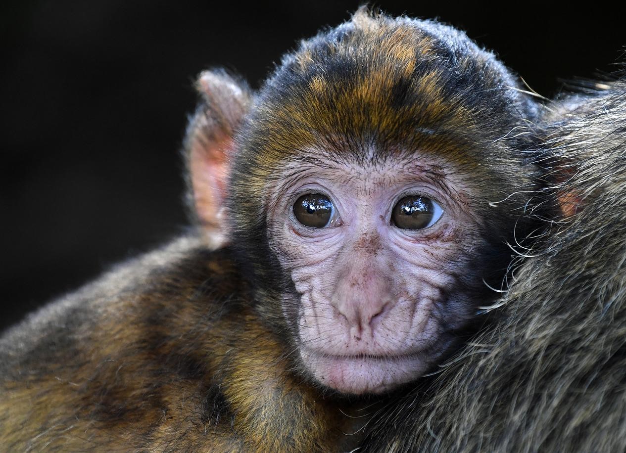 Monkeypox Cases Surges: Test Makers Scrambling To Create  Niche Market For Testing Kits 