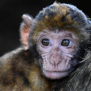 Monkeypox Cases Surges: Test Makers Scrambling To Create  Niche Market For Testing Kits 