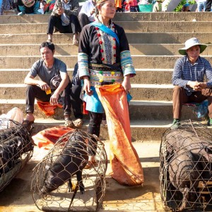 chinas-wuhan-food-market-again-cholera-causing-bacteria-in-turtles-causes-tension