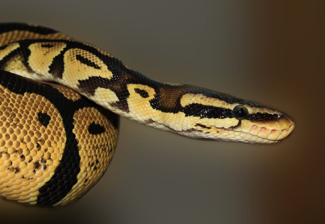 Australia: Five-Year-Old Rescued From Python By Dad And Elderly Grandad