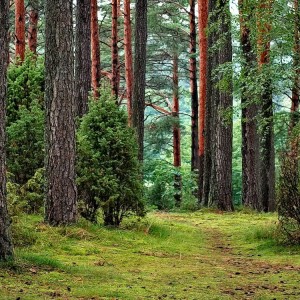 india-to-chop-down-2-3-million-trees-to-make-way-for-big-infrastructure-projects