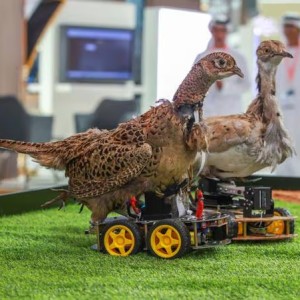Are Robo-Birds the Key to Protecting Houbara in the UAE?