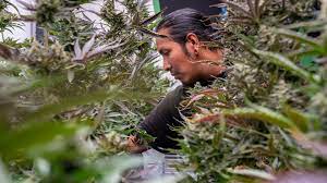 How a Tribe Defied the United States Authorities by Openly Selling Cannabis