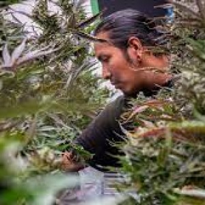 How a Tribe Defied the United States Authorities by Openly Selling Cannabis