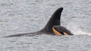 Killer Whale Who Carried Dead Calf in 'Show of Grief' Gives Birth again
