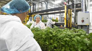 The Future of Farming; a Review of Europe's Biggest Vertical Farm